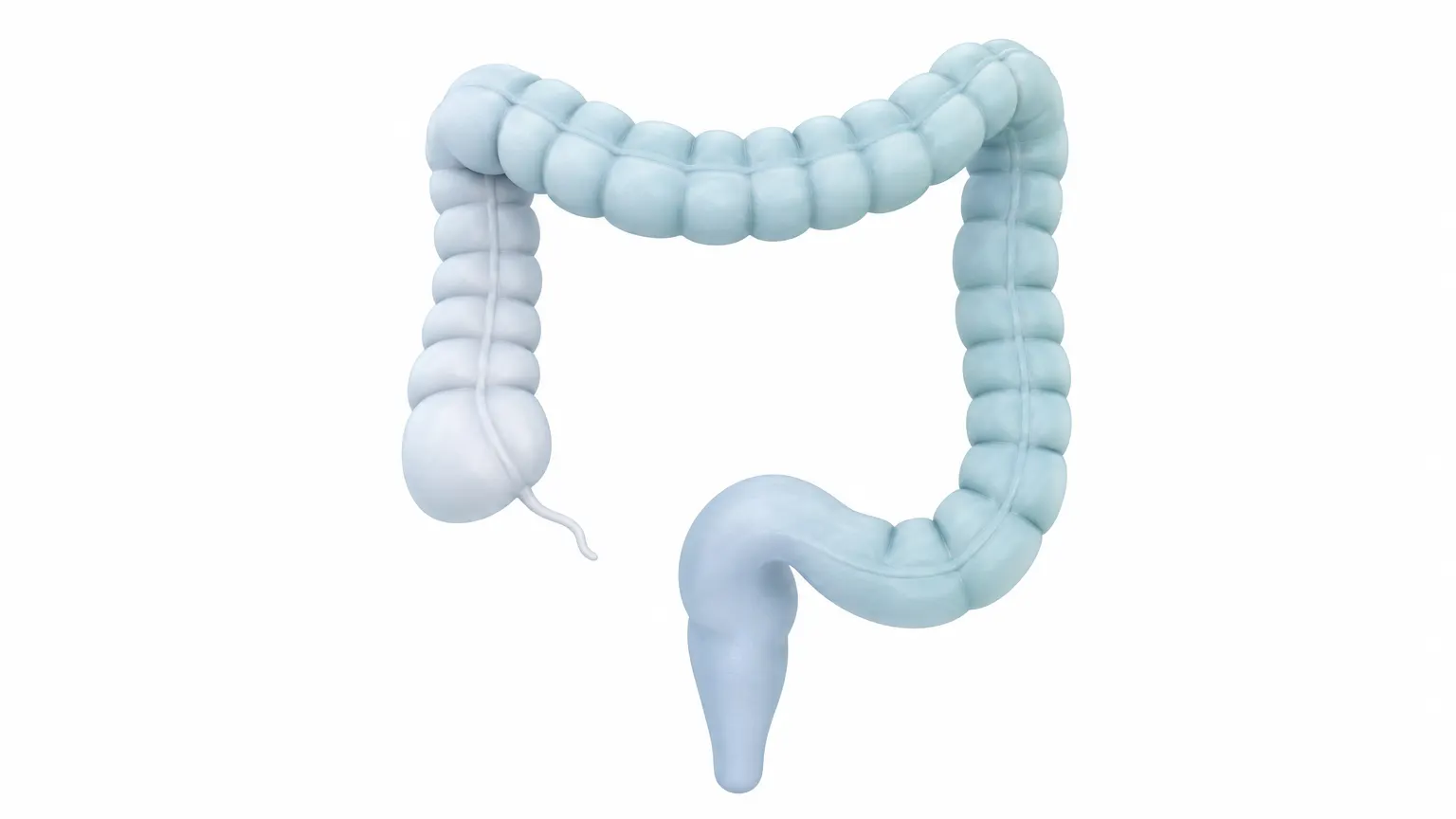 Illustration of the large intestine